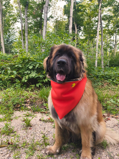 Bagdana Ultimate Dog Bandana