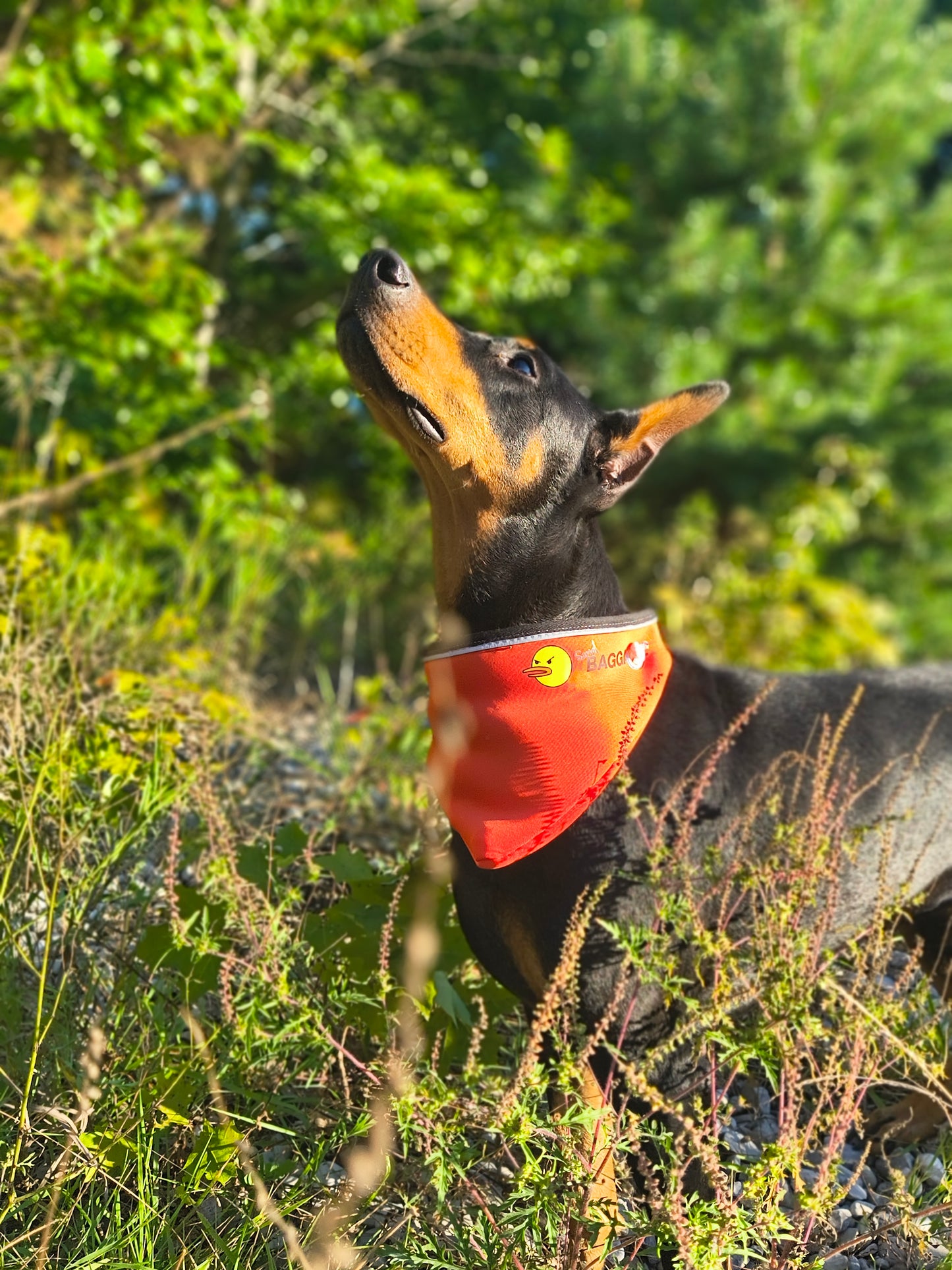 Bagdana Ultimate Dog Bandana