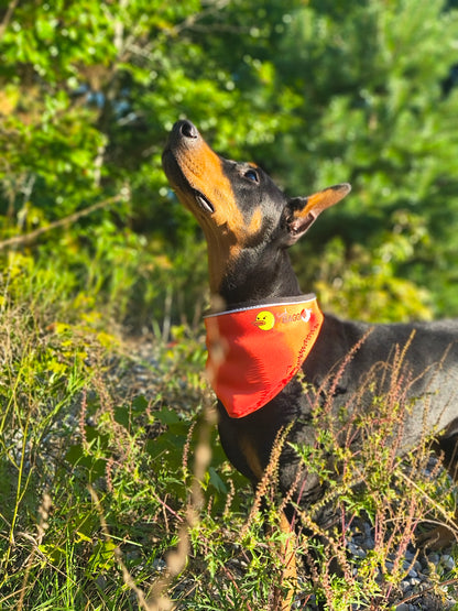 Bagdana Ultimate Dog Bandana
